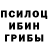 Псилоцибиновые грибы Psilocybine cubensis Lucas Pavesi
